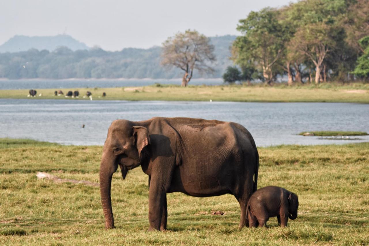 Sigiri Shen Residence Sigiriya Ngoại thất bức ảnh