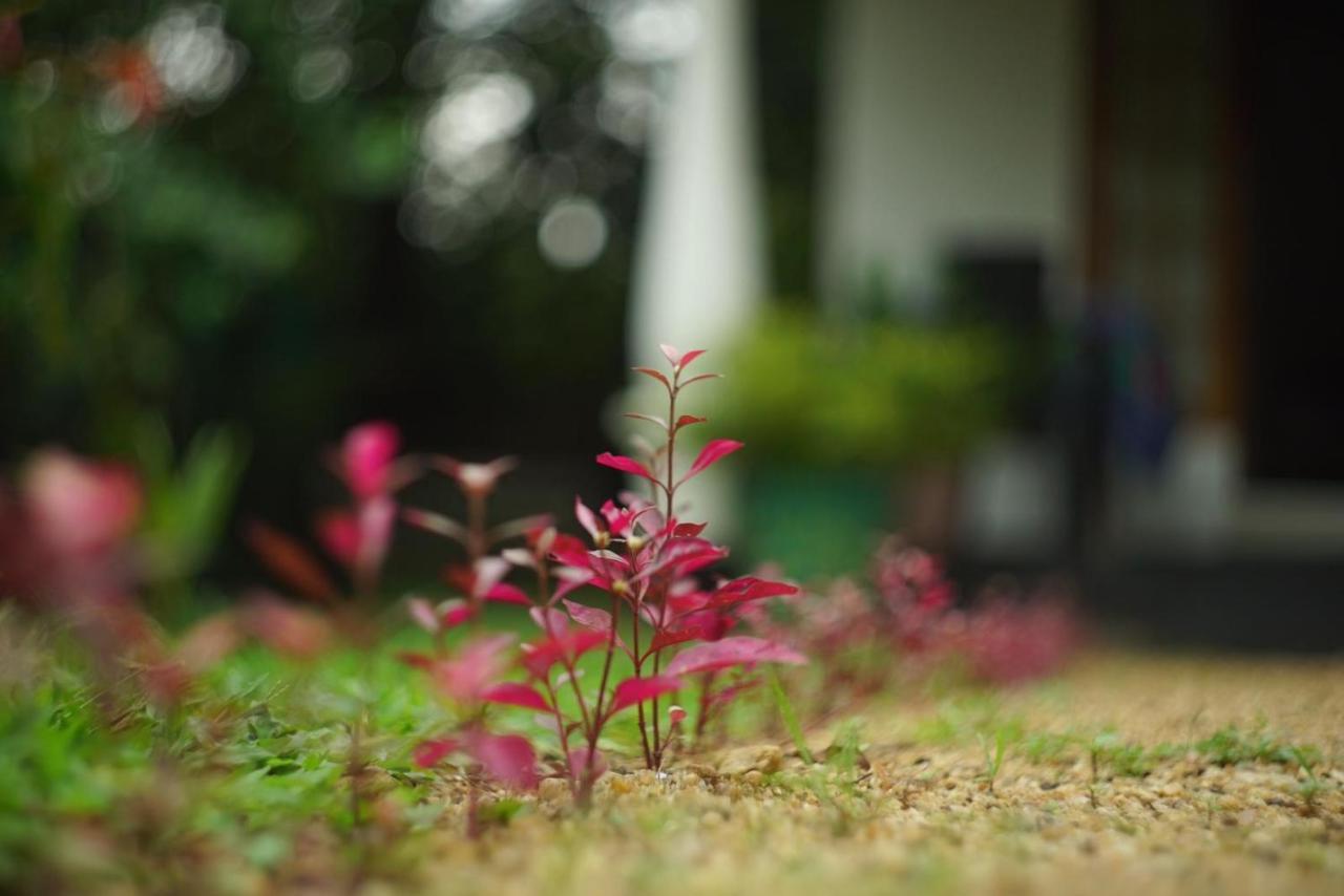 Sigiri Shen Residence Sigiriya Ngoại thất bức ảnh